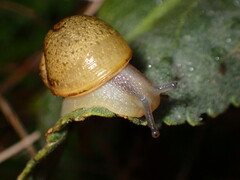 Cantareus apertus