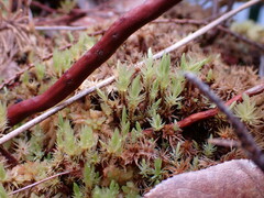 Aulacomnium palustre