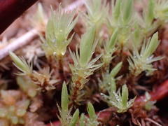 Aulacomnium palustre