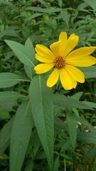 Helianthus strumosus