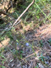 Wahlenbergia marginata
