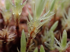 Aulacomnium palustre