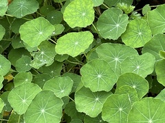 Tropaeolum