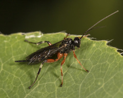 Pimpla aequalis