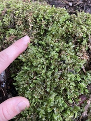 Rhizomnium punctatum