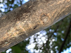 Cerastipsocus venosus