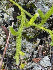 Lycopodium