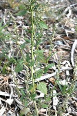 Chenopodium berlandieri