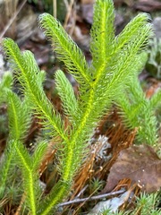 Lycopodium