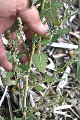 Chenopodium berlandieri