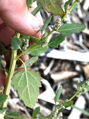 Chenopodium berlandieri