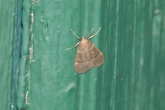 Hypsopygia glaucinalis