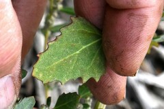 Chenopodium berlandieri