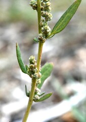 Chenopodium berlandieri