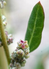 Chenopodium berlandieri
