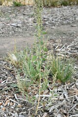 Chenopodium berlandieri