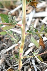 Chenopodium berlandieri