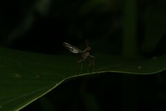 Chiromyzinae