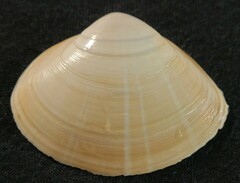 Mactra stultorum