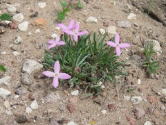 Houstonia rubra