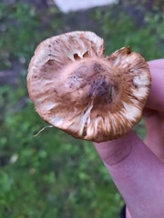 Tricholoma vaccinum