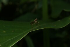 Chiromyzinae