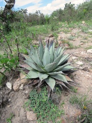Agave applanata