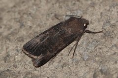 Agrotis trux