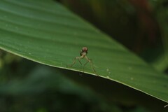 Chiromyzinae