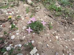 Houstonia rubra