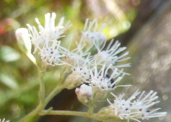 Chromolaena odorata