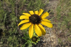 Rudbeckia missouriensis