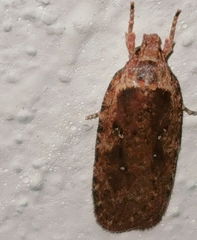 Agonopterix heracliana