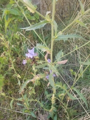 Cichorieae