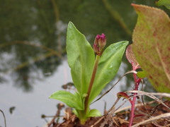 Primula jeffreyi