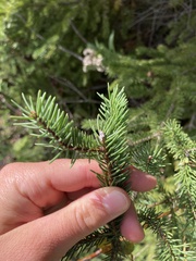 Pinaceae