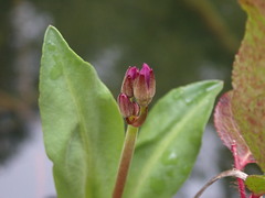 Primula jeffreyi