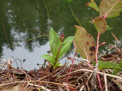 Primula jeffreyi