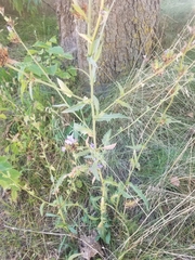 Cichorieae