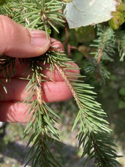 Pinaceae