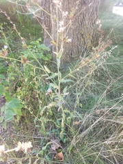 Cichorieae