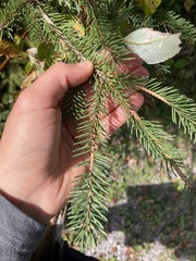 Pinaceae
