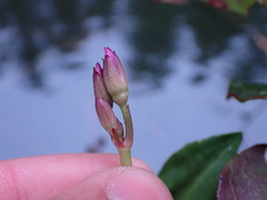 Primula jeffreyi