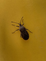 Anasa