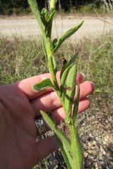 Rudbeckia missouriensis