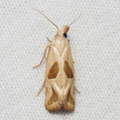 Eugnosta bimaculana