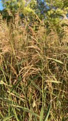 Bromus inermis