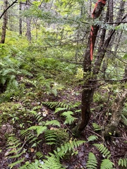 Betula alleghaniensis