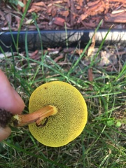 Baorangia bicolor