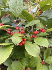 Ilex montana